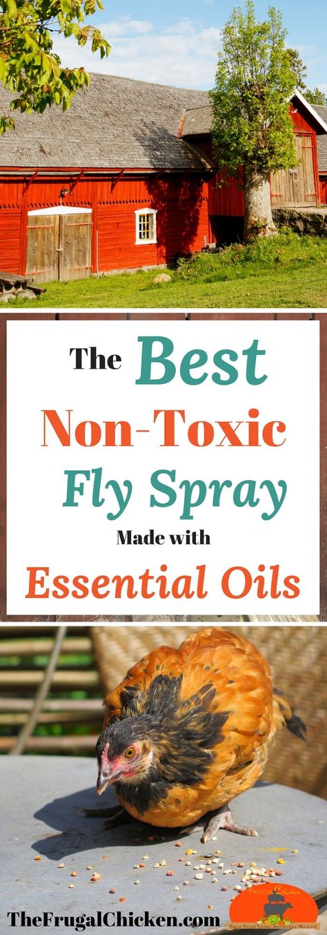 Summer is coming...which means lots of flies. Keep bugs away from your kids, livestock, and chickens with the best homemade fly spray recipe made with Eucalyptus, Lemongrass, and Peppermint essential oils. Make it in your own home! Homemade Fly Spray, Cleaning Tips For Home, Keep Flies Away, Natural Bug Spray, Keep Bugs Away, Fly Spray, Flea Prevention, Best Chicken Coop, Fly Repellant