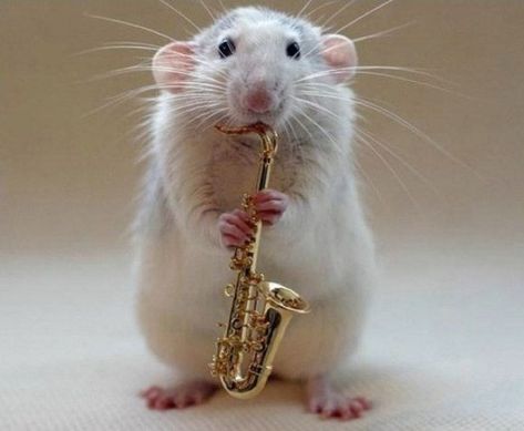 Ten Amazing Pictures of Rats Playing Musical Instruments Animal Experiments, Funny Rats, Music Jokes, Choral Music, Music Recommendations, Cute Rats, Pet Rats, Jazz Music, Animal Rights