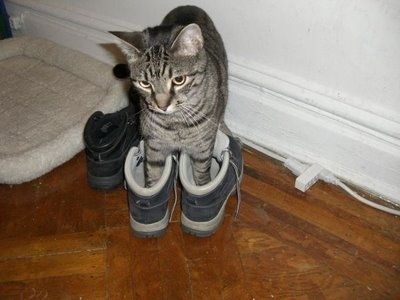 <b>Cats like to sit in really weird places, like shoes apparently.</b> Still, cats do seem to have quite an eye for a fresh pair of kicks. Boxing Day Sales, Cat Cuddle, Cat Reading, Cat Shoes, Silly Dogs, Funny Cat Pictures, Cat Playing, Perfect Shoes, Animal Pictures