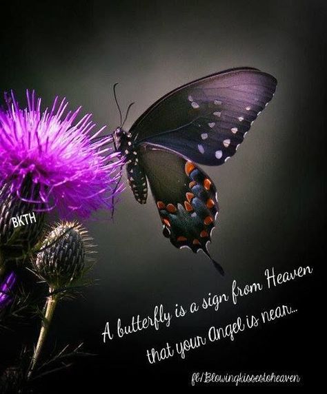 Butterflies & Insects - Beautiful Black Butterfly at work. Description from pinterest.com. I searched for this on bing.com/images Paulo Coelho, Godly Woman, Motivational Words, Butterfly Blessings, Signs From Heaven, King James Bible Verses, Butterfly Quotes, Kindness Quotes, Rose Quartz Crystal