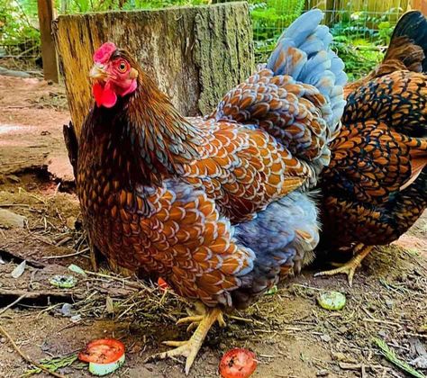 Wyandotte Chicken Eggs, Blue Laced Wyandotte, Blue Laced Red Wyandotte, Chicken Backyard, Chicken Coop Backyard, Chicken Aesthetic, Chicken Coop Ideas, Wyandotte Chicken, Backyard Chicken Coop