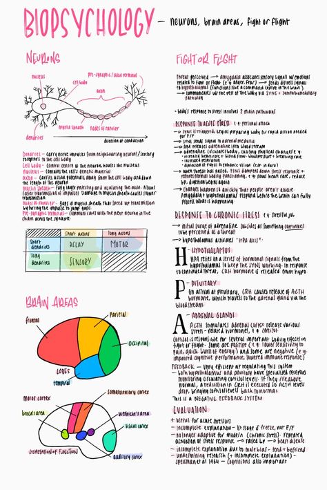 How The Brain Works Psychology, Biological Psychology Notes, How To Revise For Psychology, Goodnotes Psychology Notes, Psychology Notes University, Biological Approach Psychology Notes, Good Notes Psychology, Educational Psychology Notes, Ap Psychology Brain Project