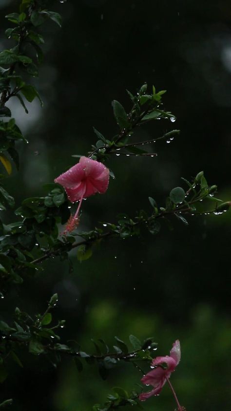 Nature, Flower Falling Video, Chandrayan 3 Image, Nature Videos For Status, Flowers Background Video, Rain Photography Nature, Nature Videos For Reels, Flowers In Rain, Barish Video