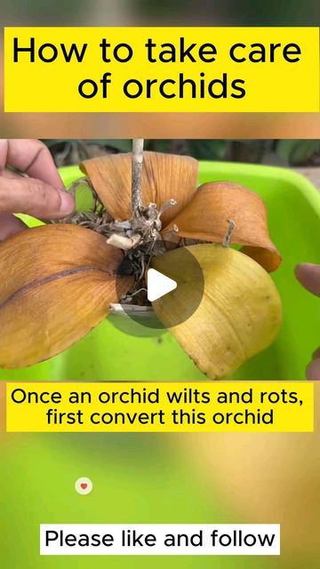 How To Plant Orchids In Pots, Orchid Care For Beginners, How To Take Care Of Orchids Plants, How To Care For Orchids, Orchid Planter Ideas Diy, Diy Orchid Pot, Orchids Care For Beginners, Taking Care Of Orchids, Care Of Orchids