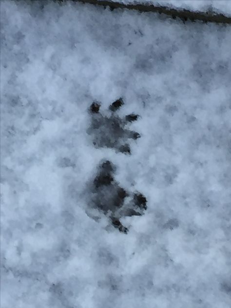 Little animal tracks in the snow. I'm guessing raccoon. ? Animals, Nature, Raccoon Aesthetic, Animal Tracks, Mountain Town, Modern Fantasy, Guardians Of The Galaxy, The Snow, Quick Saves