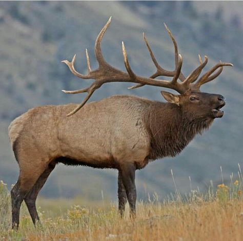 Beautiful Bull Elk                                                                                                                                                                                 More Anatomy Pose Reference, Perspective Anatomy, Pose Reference Standing, Reference Standing, Anatomy Pose, Elk Pictures, Hunting Packs, Big Deer, Moose Deer