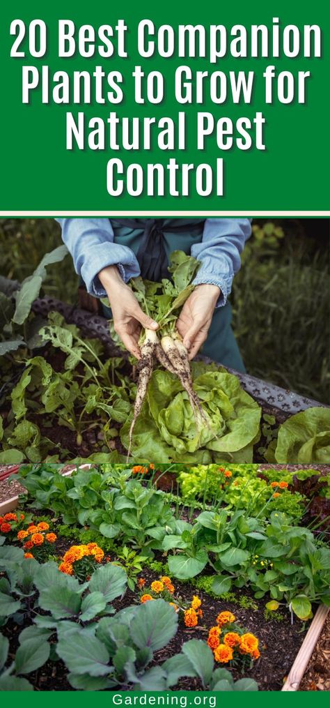 Plant Chart, Cucumber Companion Plants, Potato Companion Plants, Planting Layout, Pest Control Plants, Best Companion Plants, Companion Planting Chart, Companion Planting Vegetables, Companion Gardening