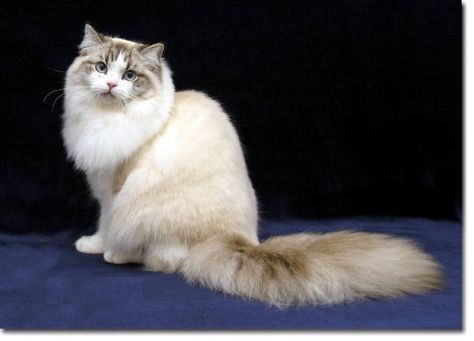 Ragamuffin Ragamuffin Kittens, Ragamuffin Cat, Turkish Van Cats, Large Cat Breeds, Domestic Cat Breeds, Rare Cat Breeds, American Bobtail, Rare Cats, Ragamuffin