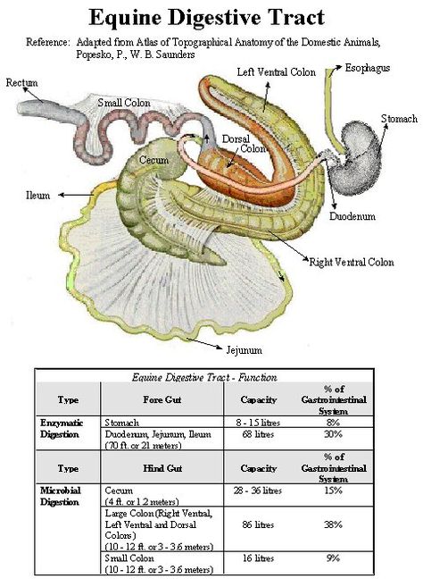 Equine Digestive Tract Equine Vet Tech, Vet Tech School, Equine Veterinary, Equine Care, Healthy Horses, Vet Medicine, Horse Facts, Vet School, Horse Anatomy