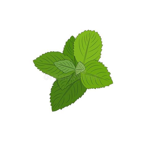 Mint plant. Mint vector illustration. White background. Hand drawing mint plant #Sponsored , #sponsored, #sponsored, #vector, #Mint, #drawing, #illustration Mint Leaves Illustration, Mint Cartoon, Mint Drawing, Mint Illustration, Biology Project, Health Notes, Mint Plant, Anime Templates, Mint Aesthetic