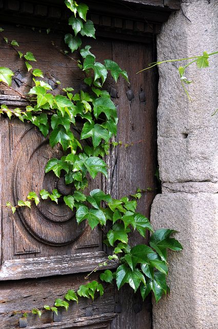 English Ivy Plant, Cottage Modern, Ivy Vine, English Ivy, Ivy Plants, Ivy House, Green Ivy, Nature Pictures, Cottage Garden