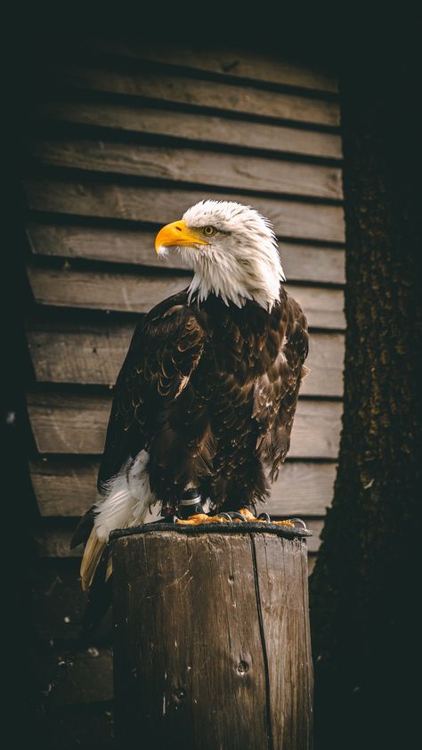 Eagle Wallpaper Black And White, Eagle Images Hd, Eagle Pic, Attitude Photo, Tiger Images, Wild Animal Wallpaper, Eagle Images, Eagle Wallpaper, Amoled Wallpapers