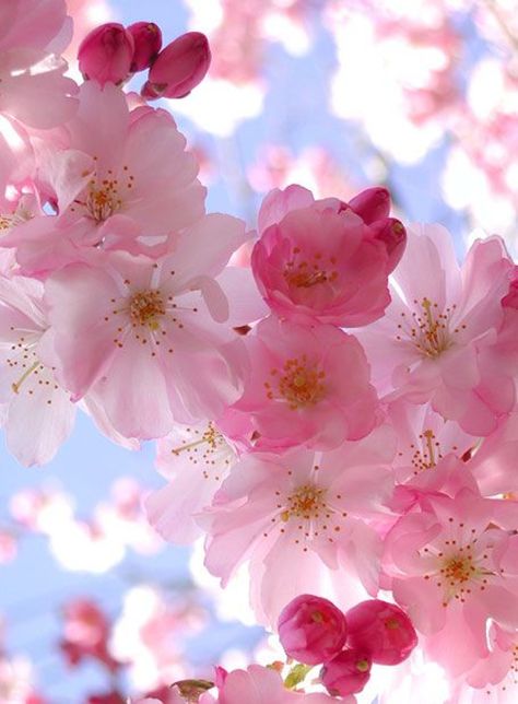 Top 10 de la flor de maravillosas fotos Ikebana, Wallpaper Cantik, Wonderful Flowers, Beltane, Alam Semula Jadi, Flowers Nature, Beautiful Blooms, Flower Photos, Love Flowers