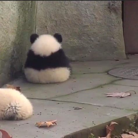 Here's Your Weekly Dose Of Cute! (#28) Söpö Kissa, Panda Lindo, Filmy Vintage, Cele Mai Drăguțe Animale, Haiwan Peliharaan, Fluffy Animals, Cute Memes, Cute Animal Photos, Cute Panda