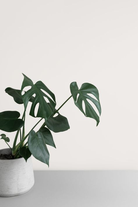 Beige Black Aesthetic, Tanaman Indoor, Wallpaper Estetika, Minimalist Photos, Minimal Wallpaper, Tapeta Galaxie, Decoration Plante, Simple Aesthetic, Plant Wallpaper