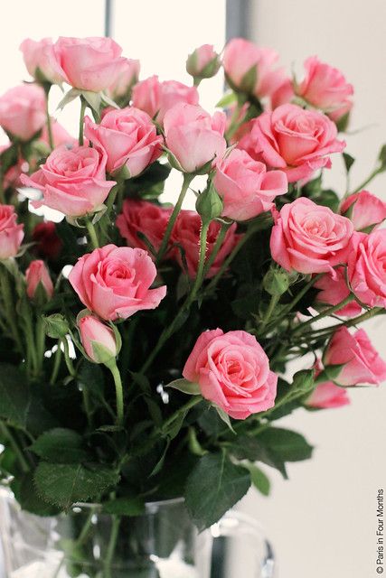 Pink Mini Roses in My Apartment | Paris, France 2013 | Carin Olsson | Flickr Ikebana, نباتات منزلية, Belle Rose, Mini Roses, Beautiful Rose Flowers, Love Rose, Beautiful Blooms, Flower Wallpaper, Love Flowers