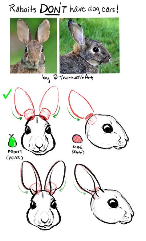 How To Draw Rabbit Ears, Rabbit Ears Drawing Reference, Bunny Ears Reference, Animal Ears Reference, Front Facing Base, Bunny Ears Drawing Reference, Rabbit Ears Drawing, Bunny Face Drawing, Tattoos Rabbit