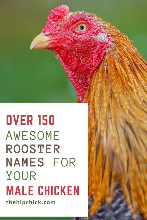 Barred Rock Rooster, Rooster Names, Big Rooster, Chicken Names, Chicken Owner, Chicken Farming, Chicken Keeping, Country Rooster, Backyard Chicken Farming