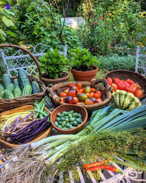 Vegetable Garden Design, Fruit Garden, Tattoo Plant, Magic Garden, Fine Gardening, Garden Photography, Beneficial Insects, Food Garden, Design Garden