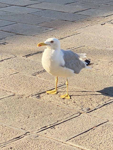 Seabird Aesthetic, Aesthetic Seagull, Seagulls Aesthetic, Seagull Aesthetic, Sea Gull, Mythical Creature, Sea Birds, Gull, Aesthetic Photo