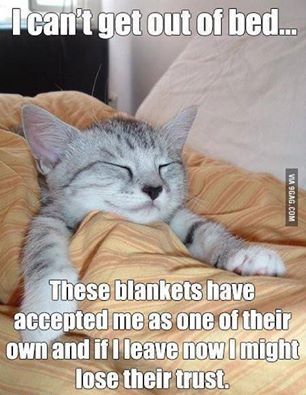 I Can't get out of bed funny memes animals cats dog meme lol kitten funny quotes cute. humor funny  animals Hilarious Memes, Funny Animal Quotes, Image Chat, Meme Gato, Funny Animal Jokes, 웃긴 사진, Memes Humor, Funny Cat Memes, Funny Cat Pictures