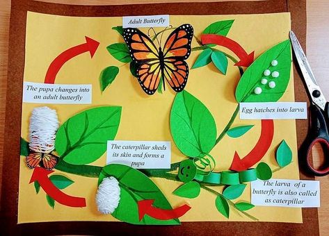 3rd Grade Life Cycles Activities, Diy Life Cycle Of A Butterfly, Teaching Aid For Science, Butterfly Life Cycle Science Project, Lifecycle Of A Butterfly Project, Caterpillar Life Cycle Craft, Project Life Cycle, Butterfly Cycle Project, Life Cycle Butterfly Craft