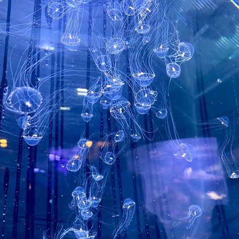 Jellyfish Playlist Cover, Jellyfish Blue Aesthetic, Cybercore Jellyfish, Jellyfish Username Ideas, Jellyfish Pfp Aesthetic, Light Blue Jellyfish Wallpaper, Blue Jelly Fish Aesthetic, Jellyfish Icon Aesthetic, Jellyfishes Aesthetic