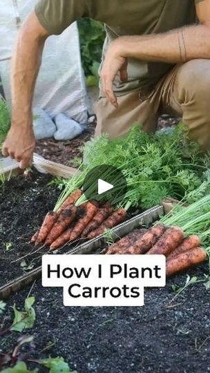 312 reactions · 35 shares | This is a great method of planting carrots.
.
.
.
.
.#carrots #gardenideas #compost #homesteadhusband | Homestead Husband | mindandsoil · Original audio Carrots In Containers Growing, How To Grow Carrots, Carrot Planting, Carrot Growing, Carrot Plant, Planting Carrots, Plant Carrots, How To Plant Carrots, Gardening Tips And Tricks