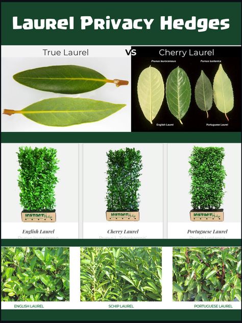 Laurel Hedges are unique group of plants used for hedging. Laurel plants are broad leafed, evergreens in nature and deer resistant. Cherry, Portuguese and English hedge are famous laurel hedge variety. English Laurel Landscaping, English Hedge Garden, English Laurel Hedge Privacy Fences, English Garden Hedges, Laurel Hedge Privacy Screens, Laurel Privacy Hedge, Laurel Hedge Front Garden, Portugese Laurel Hedge, Bay Laurel Hedge