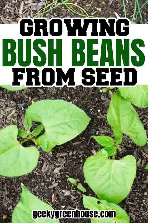 Growing bush beans from seed is a lot of fun. They're a great crop to grow in the garden. Learn all about how to grow bush beans in your raised bed or in ground garden. Growing Green Beans Raised Beds, Bush Beans Growing, In Ground Garden, Growing Bush Beans, Planting Green Beans, Bean Trellis, Ground Garden, Growing Green Beans, Types Of Beans