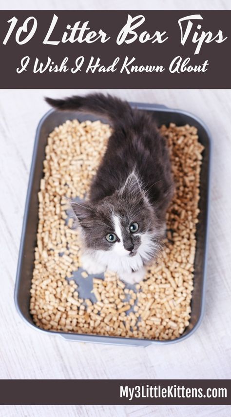 litter Kitten Hacks, Cat Litter Smell, Litter Box Smell, Kitten Treats, Best Litter Box, Best Cat Litter, Cleaning Litter Box, Cat Essentials, Cat Hacks