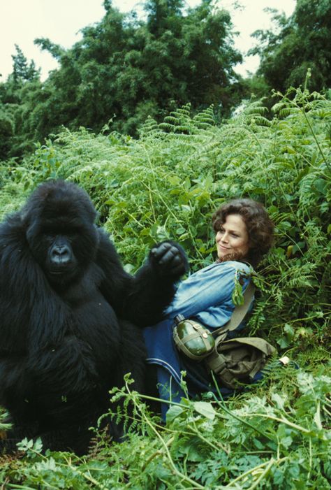 The Mist Film, Sigourney Weaver Ghostbusters, Big Gorilla, Gorillas In The Mist, Dian Fossey, Tarzan And Jane, Elephant Coloring Page, Mountain Gorilla, Sigourney Weaver