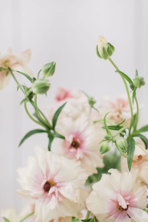 Blush butterfly ranunculus - these delicate and whimsical flower is a must for spring wedding flowers! Photo by Amanda Donaho Flowers Wallpaper Pink, Flower Aesthetic Pink, Flower Wallpaper Pink, Wallpaper Pink Flowers, Pink Flower Aesthetic, Aesthetic Pink Flowers, Ranunculus Painting, Pink Flowers Aesthetic, Ranunculus Centerpiece