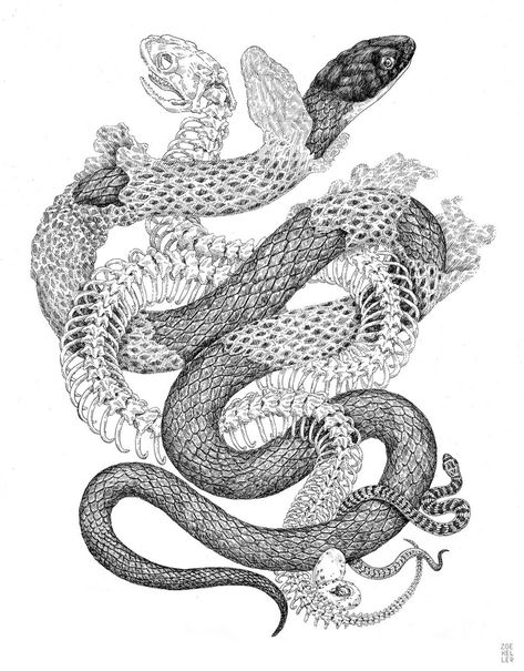 Snake Illustration, Serpent Tattoo, Snake Drawing, Kunst Tattoos, Snake Tattoo Design, Snake Art, Art Japonais, 문신 디자인, Scientific Illustration
