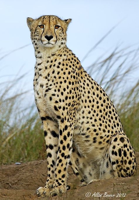 Beautiful Cheeta Leopards, Funny Animal Pictures, Cheetahs, Sitting Cheetah, Cheetah Pictures, Tiger Species, Eagle Images, Wild Creatures, Wildlife Animals