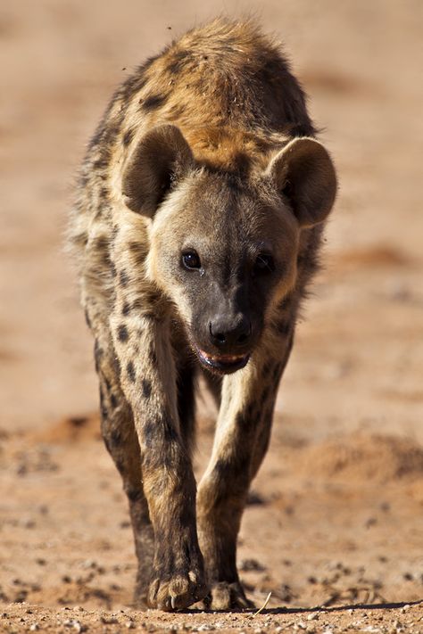 Hyena, Velcí Psi, Brown Hyena, African Wild Dog, Wild Creatures, African Wildlife, Wild Dogs, African Animals, Botswana