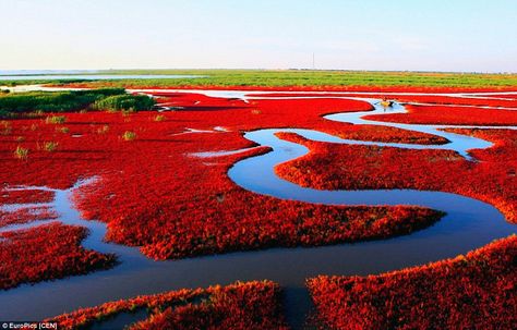 The unusual sight is as a result of the seepweed, which grows on the coast. It matures fro... Nature, Pilgrimage, Red Beach China, China Aesthetic, Red Beach, Pink Beach, Nature Plants, Nature Reserve, Beach Fun