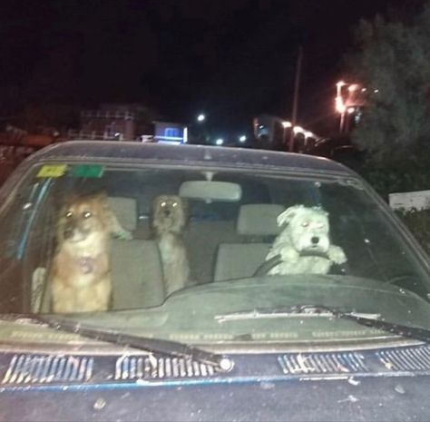 Mood pictures Dogs Driving a car chaotic energy Rats, Silly Dogs, 웃긴 사진, Silly Animals, 귀여운 동물, Cute Funny Animals, Animal Memes, Reaction Pictures, Mood Pics