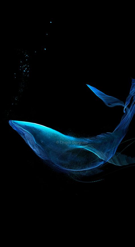 Blue Whale Wallpaper, Whale Wallpaper, Marine Creatures, Blue Whale, Personal Project, Blue