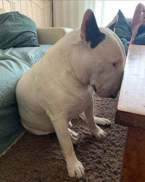 25+ Pics That Prove Bull Terriers Are Anything but Mean Bullies / Bright Side Bull Terrier, English Bull Terrier Puppy, Bull Terrier Funny, Different Types Of Dogs, Bull Terrier Puppy, Super Cute Puppies, Long Face, Very Cute Dogs, English Bull Terriers