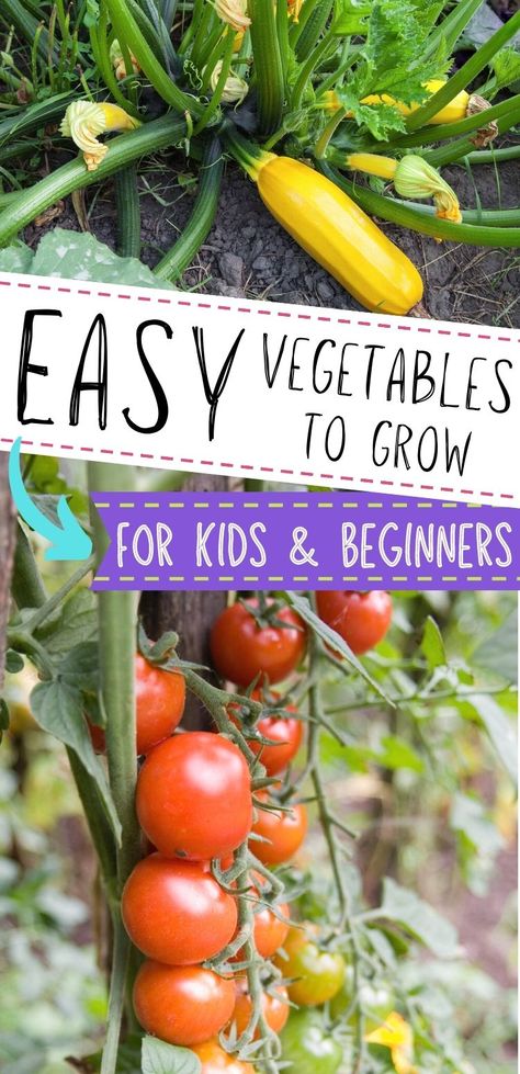 Easiest Garden Plants, Veggie Garden Beginner, How To Make A Vegetable Garden, Easy Vegetable Garden Ideas On A Budget, How To Start A Veggie Garden, Mini Veggie Garden, Easy Food To Grow In Garden, Vegetables To Grow In Garden, Best Vegetables For Container Gardening