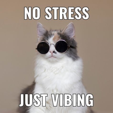 Free vector simple vibing cat square mem... | Free Vector #Freepik #freevector #simple Relax Meme, Meme Gato, Funny Dog Memes, Cat Parenting, Really Funny Pictures, Cat Theme, Dog Memes, Cat Shirts, Beautiful Cats