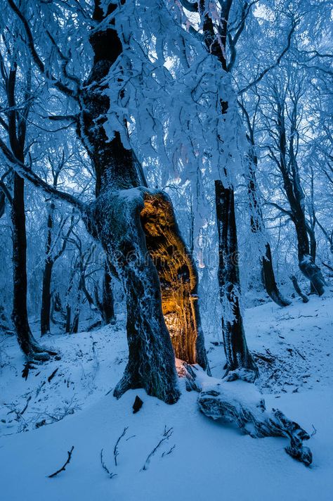 Blue winter forest with single tree with mysterious glow inside. Blue winter for , #spon, #forest, #single, #Blue, #winter, #glow #ad Winter Schnee, Nature Tour, Winter Magic, Winter Wallpaper, Winter Scenery, Winter Beauty, Winter Forest, Winter Wonder, Alam Semula Jadi