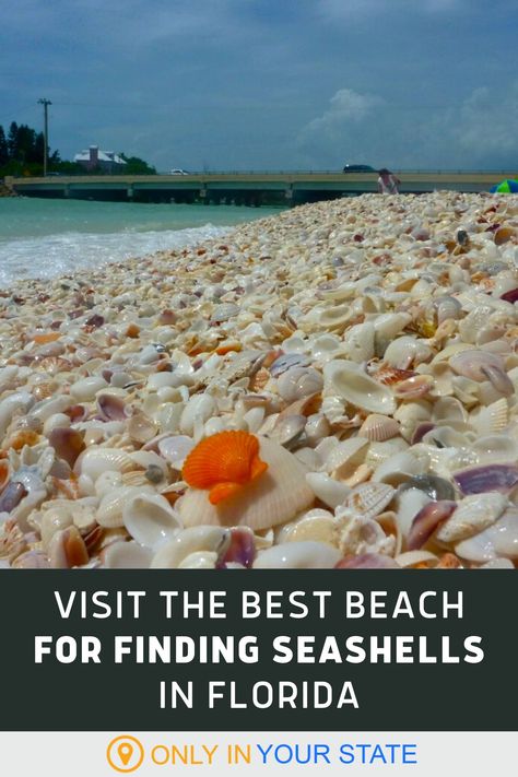 Florida Shelling Beaches, What To Do With Seashells From Vacation, Seashell Hunting, Best Beaches In The Us, Florida Gulf Coast Beaches, Best Places In Florida, Best Beaches In Florida, Seashell Identification, Orlando Florida Vacation