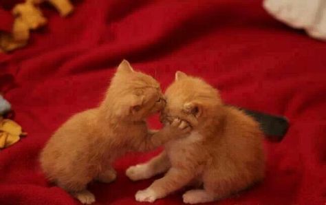 forehead kisses Animal Jokes, Funny Animal Quotes, Koci Humor, Photo Chat, Funny Animal Jokes, 웃긴 사진, Inspiring Images, Funny Animal Memes, Cute Animal Pictures