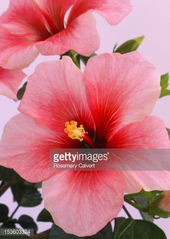 ... Background,Consumerproduct,Flower,Fragility,Freshness,Haslemere,Hibiscus,Leaf,No People,Pale Pink,Photography,Pink,Pink Background,Red,Smelling,Softness ... Flower Dissection, Flowers Photography Beautiful, Ftd Flowers, Hibiscus Plant, Flower Close Up, Beautiful Flowers Photography, Flowers Photography Wallpaper, Acrylic Flowers, Hibiscus Flower