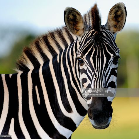 Stock Photo : Zebra Plains Zebra, Mountain Zebra, Horse Family, Zebra Art, Africa Animals, Habitat Destruction, Horse Costumes, Zebras Animal, African Animals