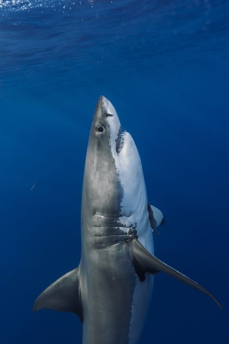 mstrkrftz: “Going vertical! by George Probst ” Vertical Horizon, Shark Fishing, Underwater Life, Deep Blue Sea, White Sharks, Shark Week, Great White Shark, Random Thoughts, Great White