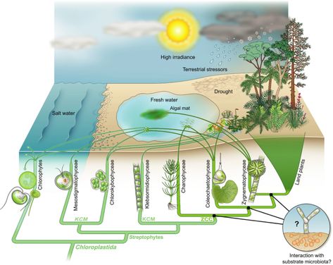 Streptophyte terrestrialization and the colonization of terrestrial habitats by extant Chloroplastida. Plant Evolution, Evolution Of Plants, Plant Physiology, Evolutionary Biology, Plant Tissue, Plant Journal, Plant Life Cycle, Science Notes, Plant Cell