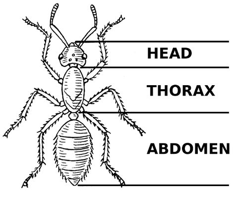 Learn About Ants and Ant Colonies for Kids With This Fun Story Insect Diagram, Ant Anatomy, Insect Body Parts, Body Worksheet, Insects For Kids, Insect Coloring Pages, Insect Unit, Insects Preschool, Ant Colony